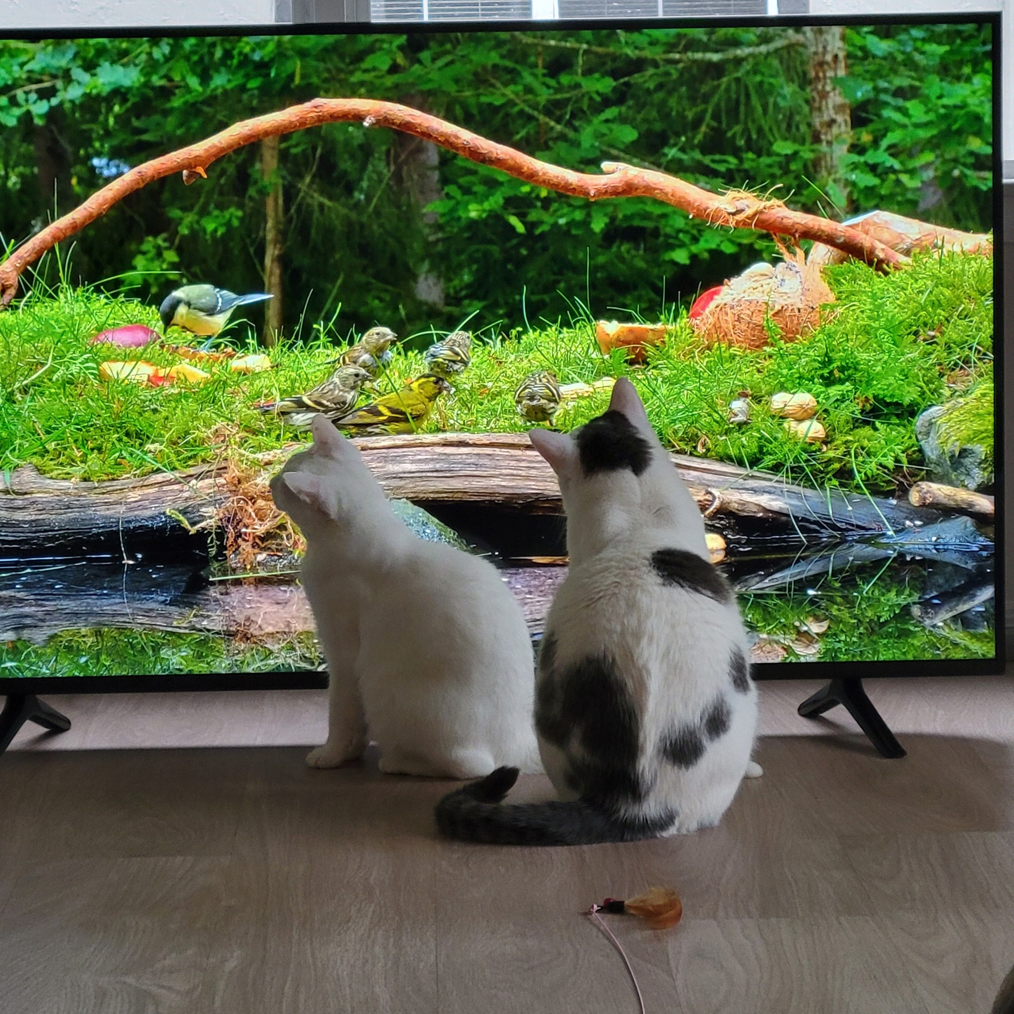 Kali and Neo sit side by side on the floor, watching birds on a large television screen that shows a vivid green woodland scene.