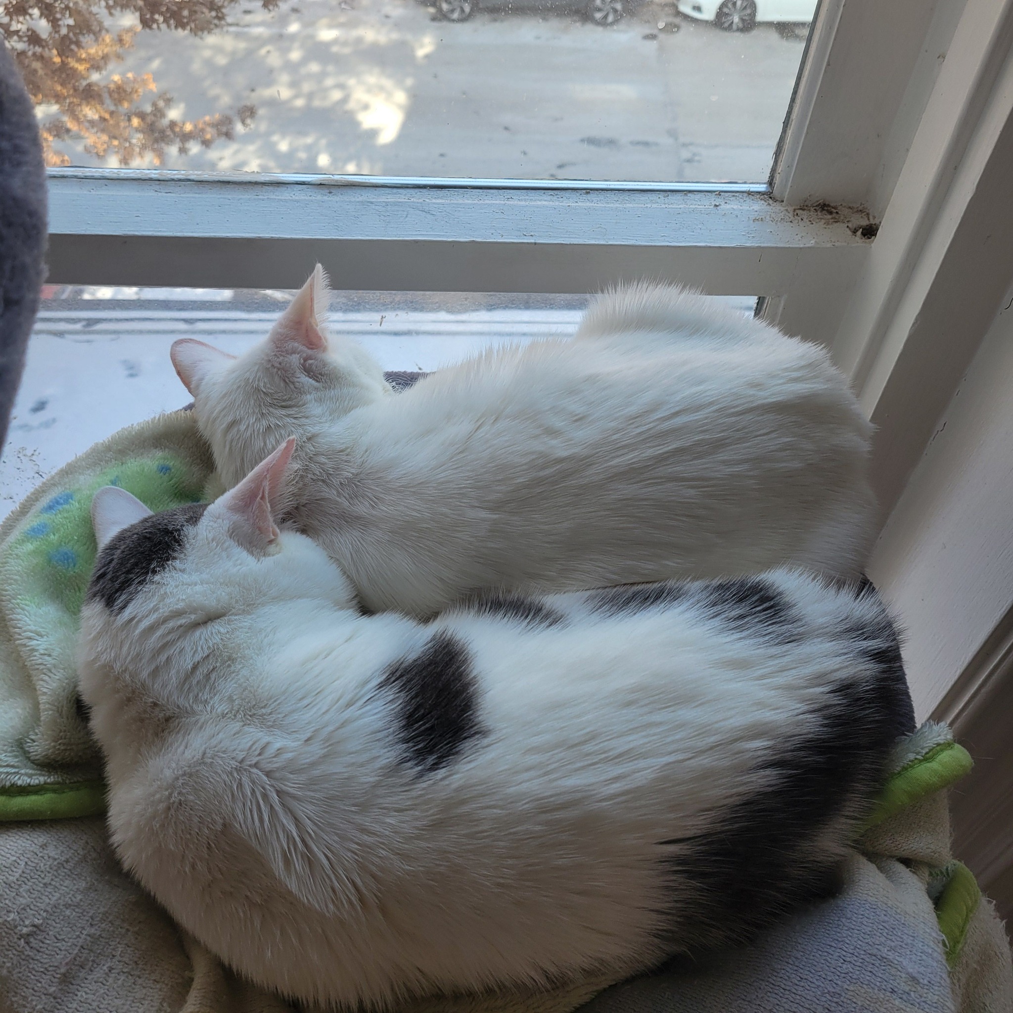 NeoVim and Kali sleep pressed together, curled into a quiet white-and-black cuddle.