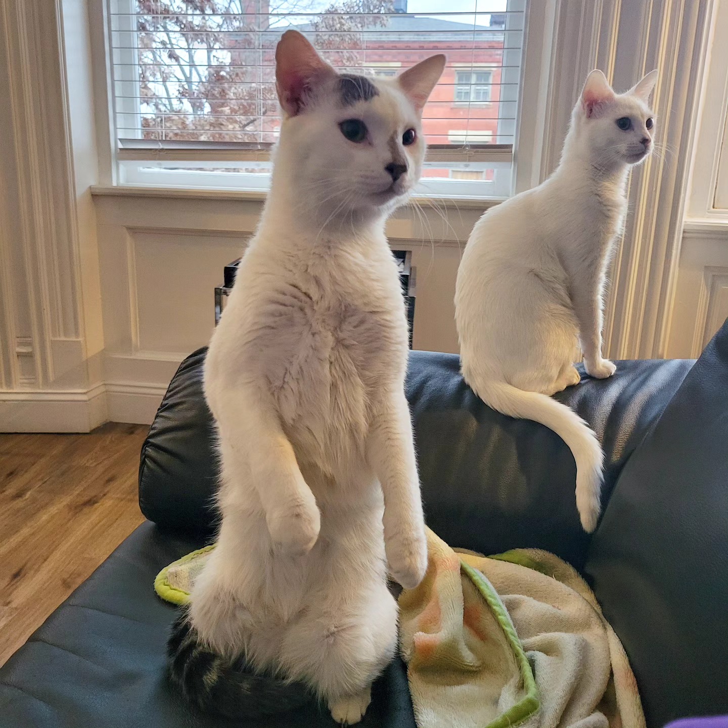 NeoVim and Kali Linux stand side by side, both alert and looking toward the camera.