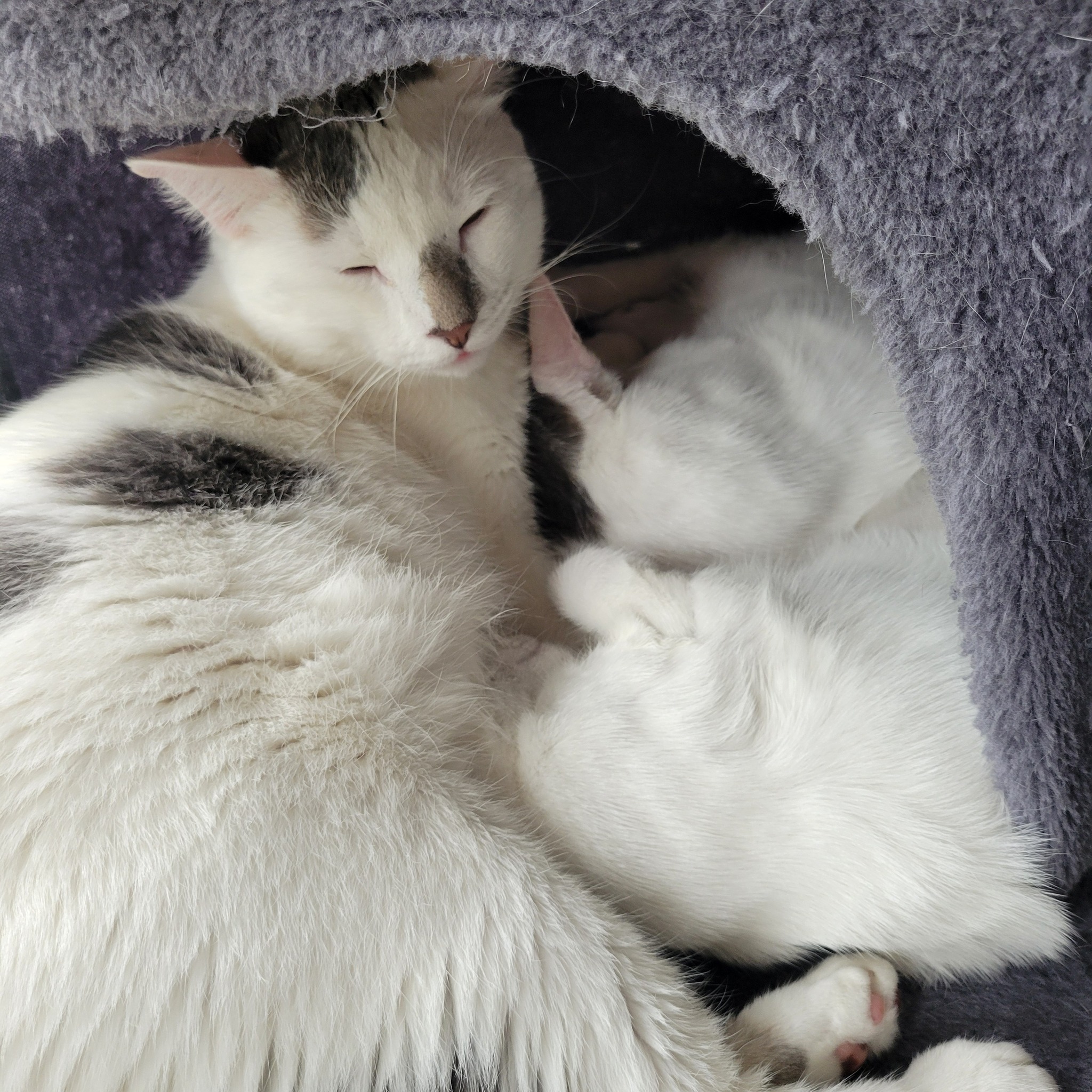 NeoVim rests with Toby and Echo curled up beside him inside a soft gray cat cubby, creating a quiet, cozy pile of white fur with black patches and sleepy faces.