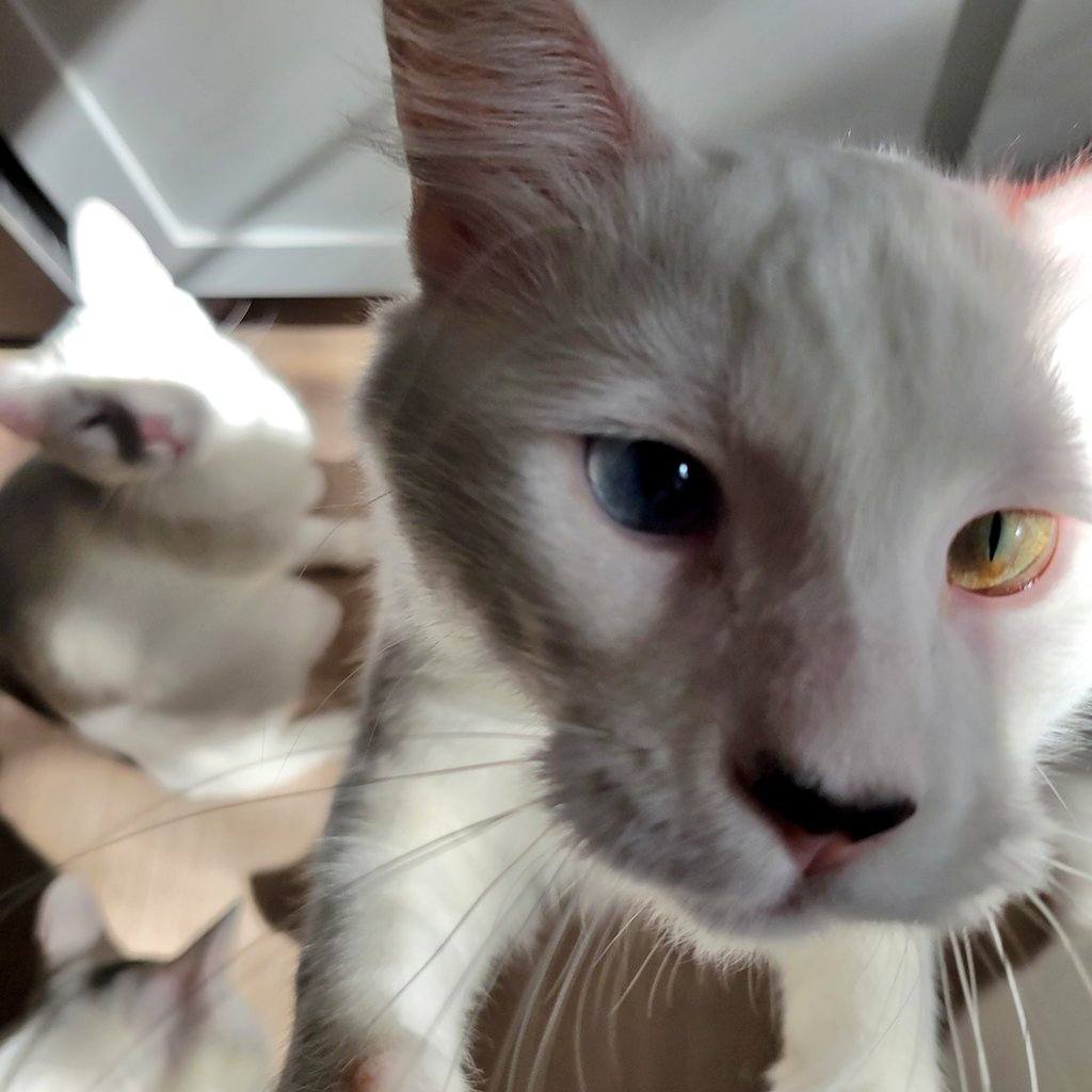 Close-up of Shodan, a white cat with one blue eye and one gold eye, leaning toward the camera while other white cats blur softly in the background.