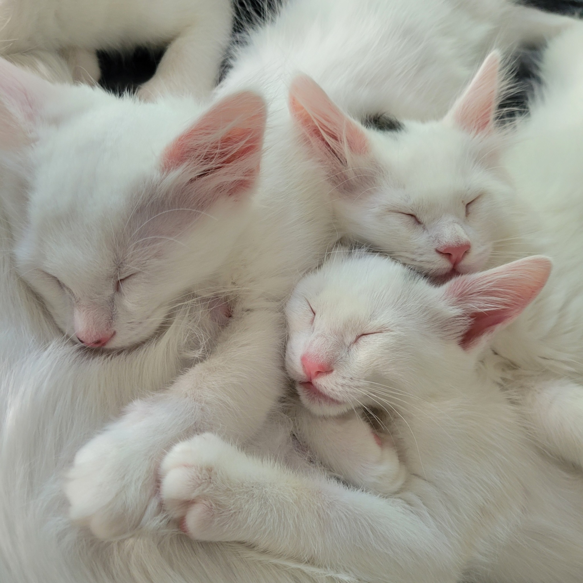 Shodan, Sudo, and Echo sleep tucked together in a cozy pile of white fur with black markings.