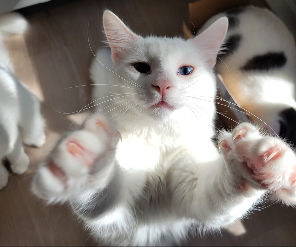 Sudo, a white kitten with one blue eye, reaches both front paws toward the camera in bright sunlight, with pink paw pads visible and black-patched cats behind.