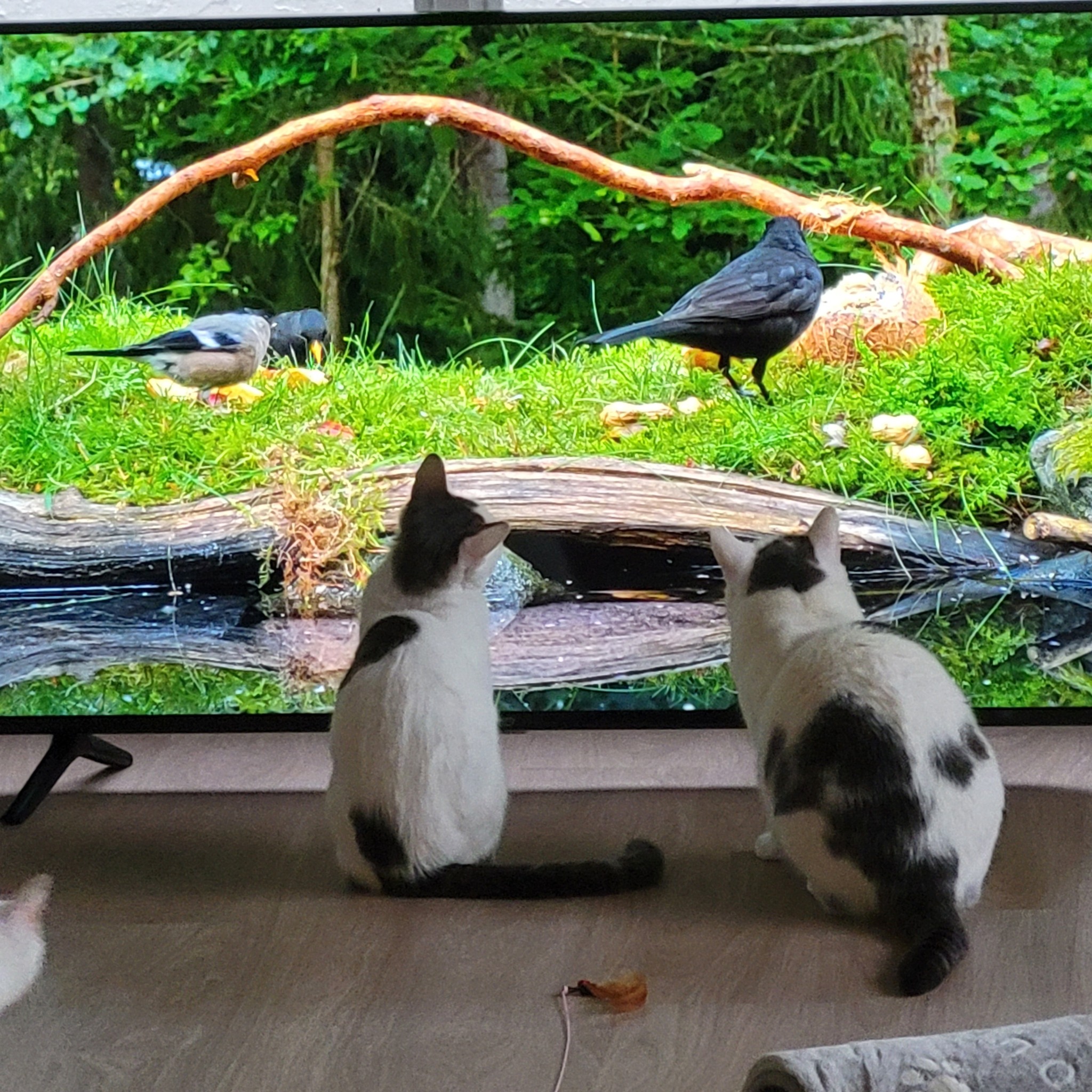 Toby and Neo sit on the floor watching birds on a television, focused on the bright green scene.